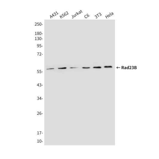 Rad23B (5H1) Mouse Monoclonal Antibody