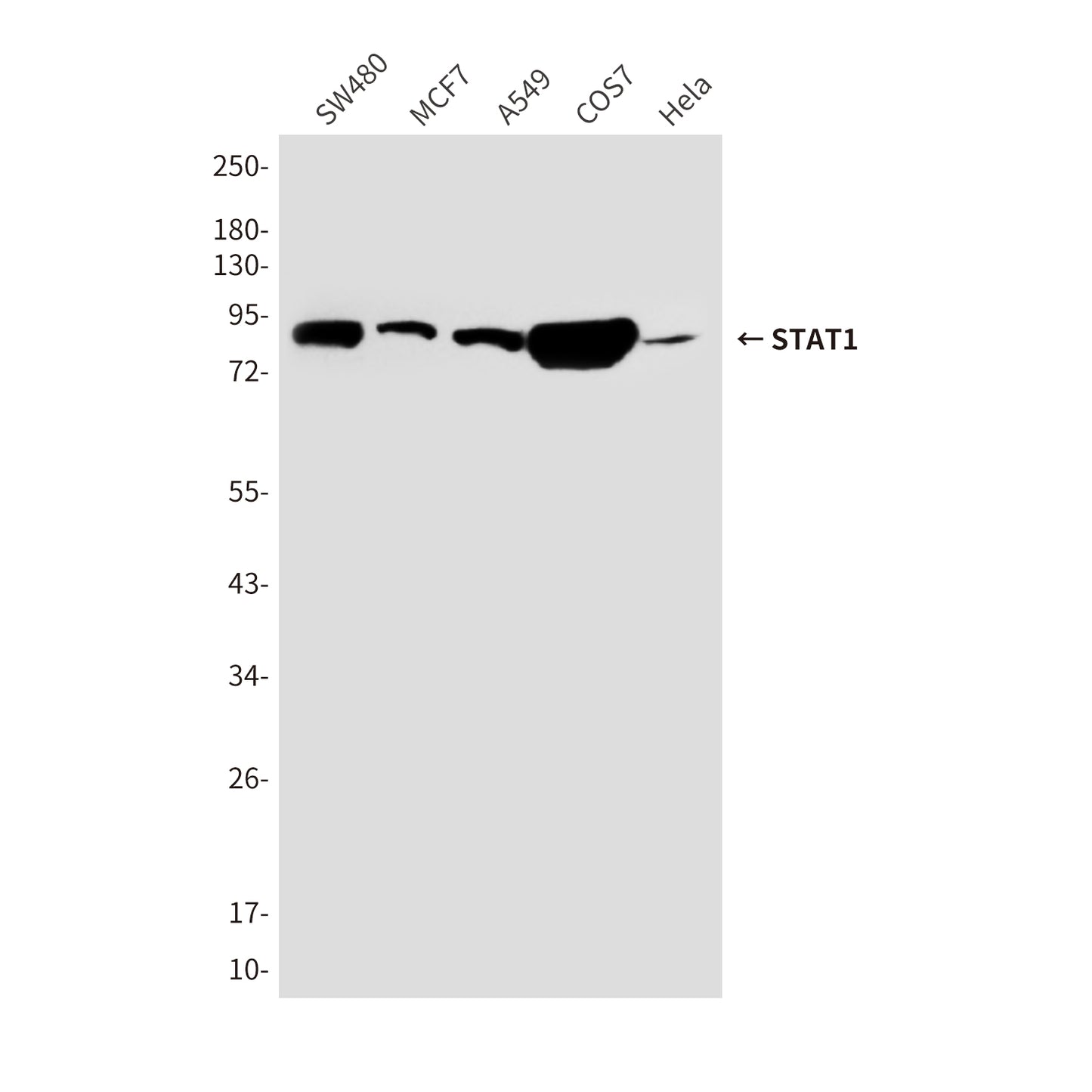 STAT1 (6C2) Mouse Monoclonal Antibody