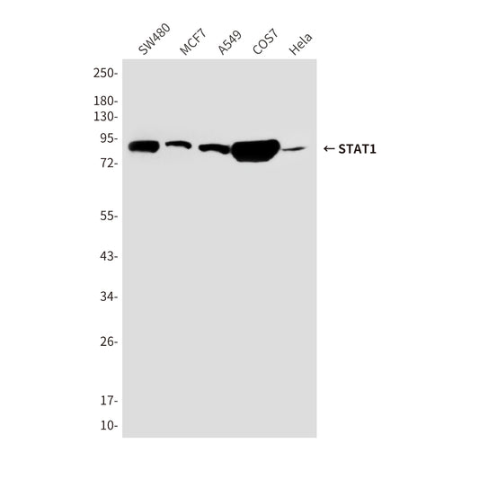 STAT1 (6C2) Mouse Monoclonal Antibody