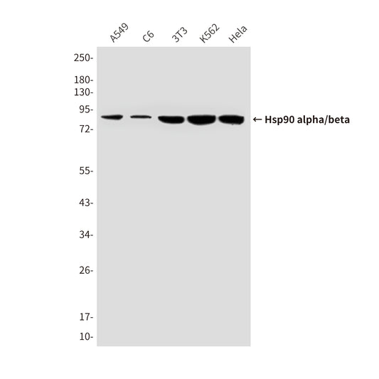 Hsp90 alpha/beta (4B6) Mouse Monoclonal Antibody