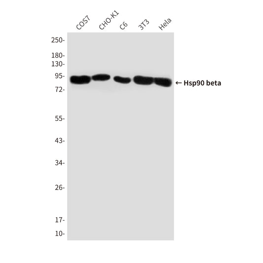 Hsp90 beta (3B9) Mouse Monoclonal Antibody