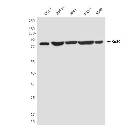 Ku80 (8H1) Mouse Monoclonal Antibody