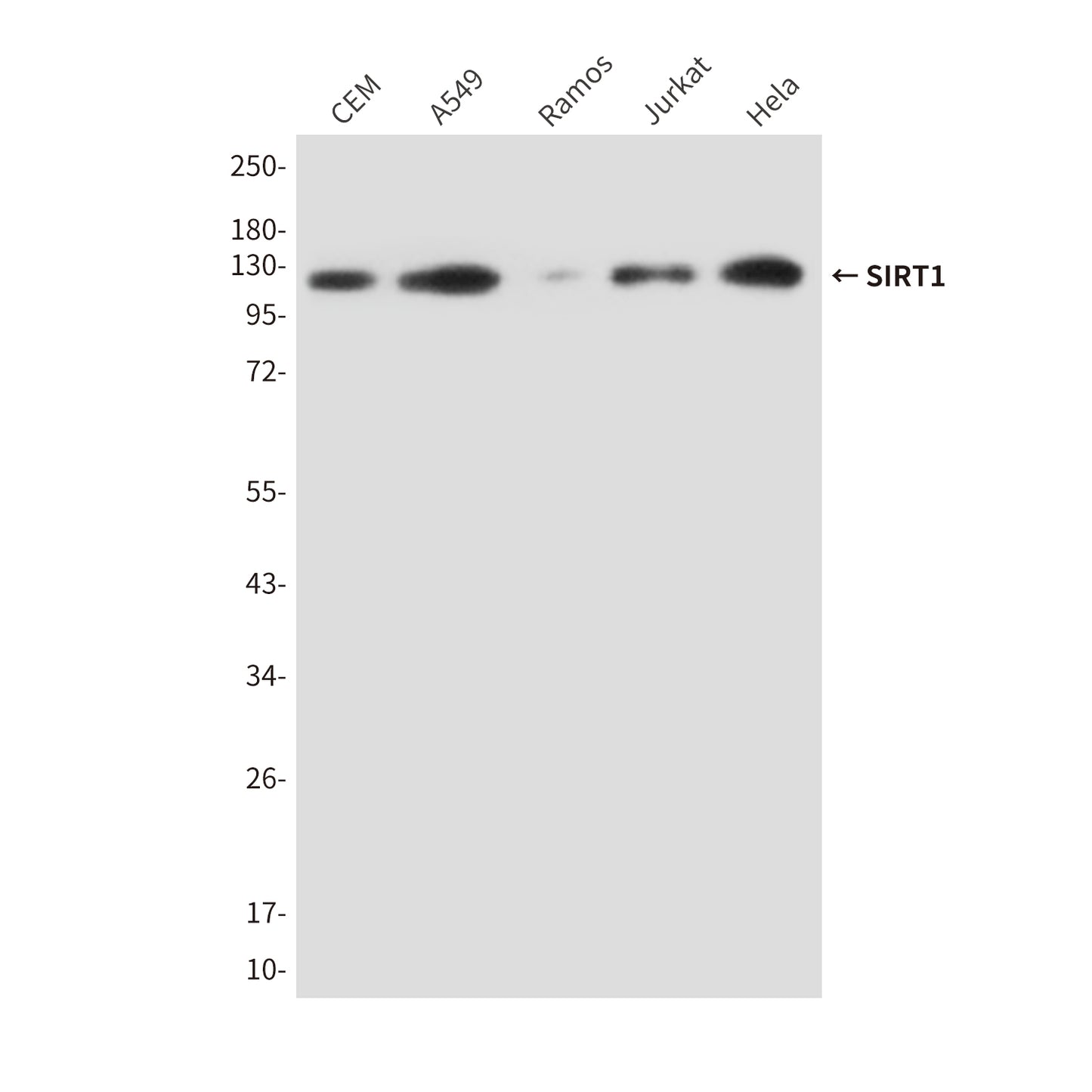SIRT1 (2G10) Mouse Monoclonal Antibody