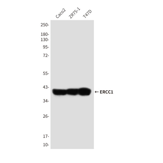 ERCC1 (7F6) Mouse Monoclonal Antibody