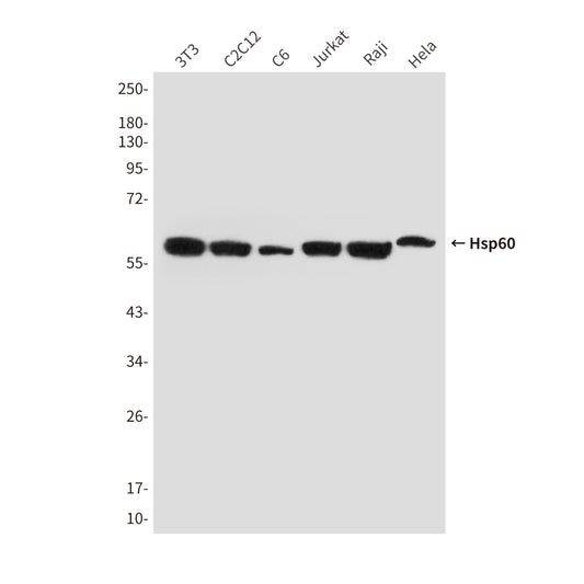 Hsp60 (6C8) Mouse Monoclonal Antibody