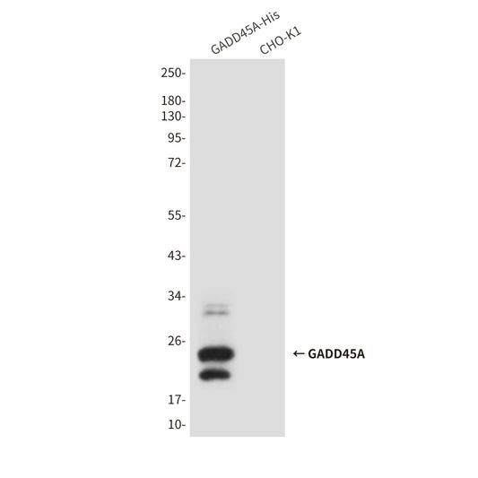 GADD45A (6C3) Mouse Monoclonal Antibody