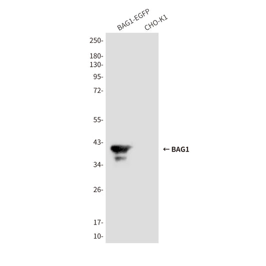 BAG1 (2C12) Mouse Monoclonal Antibody