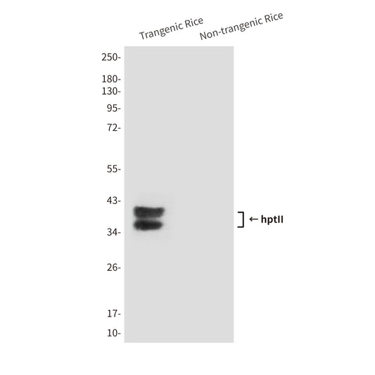 hptII (2D3) Mouse Monoclonal Antibody