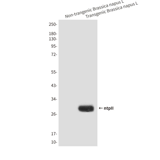 ntpII (4E9) Mouse Monoclonal Antibody