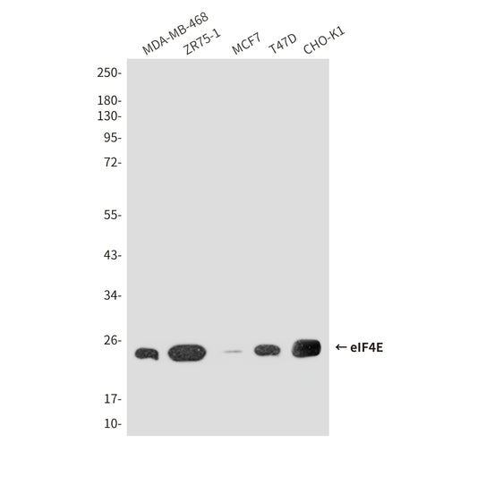 eIF4E (8C8) Mouse Monoclonal Antibody