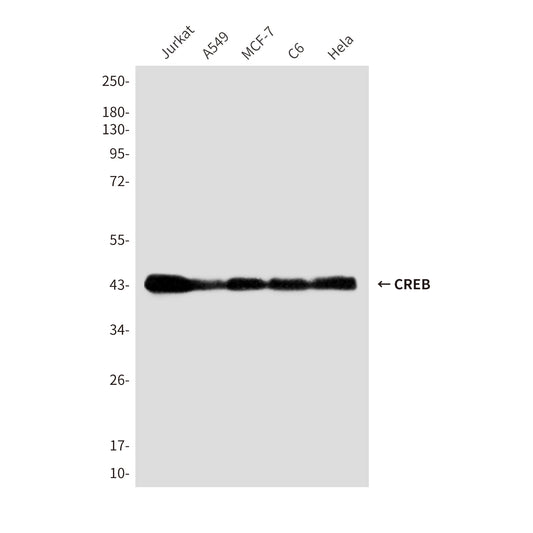 CREB (1E9) Mouse Monoclonal Antibody
