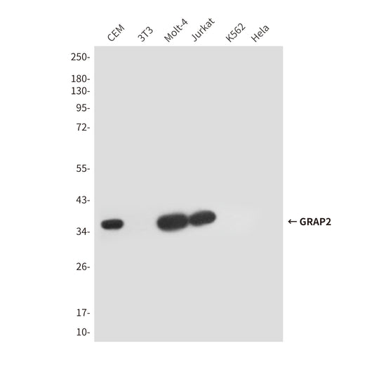 GRAP2 (5C7) Mouse Monoclonal Antibody