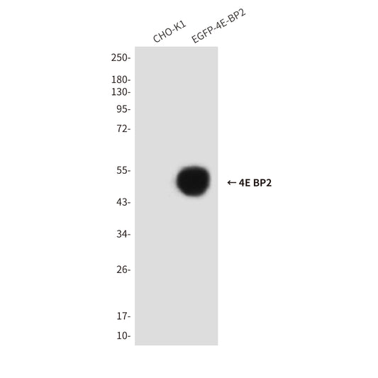 4E BP2 (7A6) Mouse Monoclonal Antibody