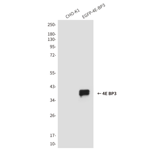 4E BP3 (3B6) Mouse Monoclonal Antibody