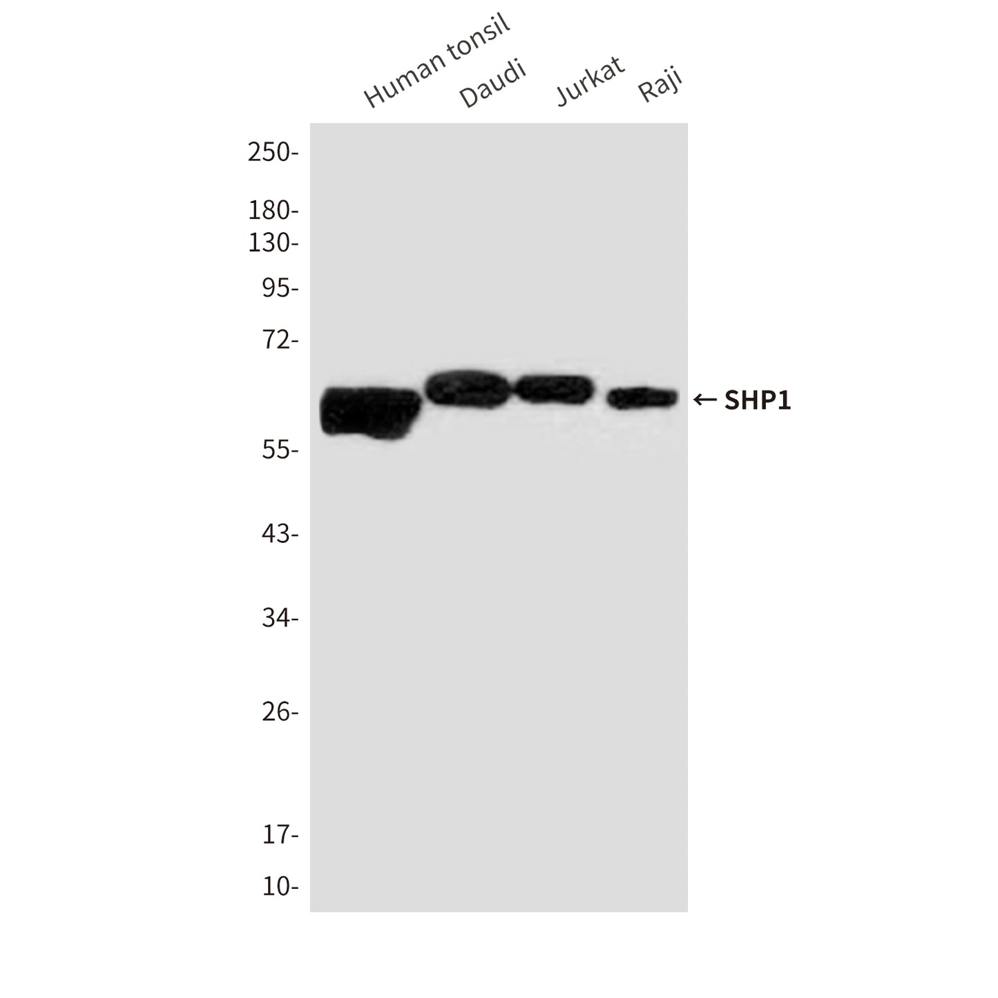 SHP1 (2B7) Mouse Monoclonal Antibody