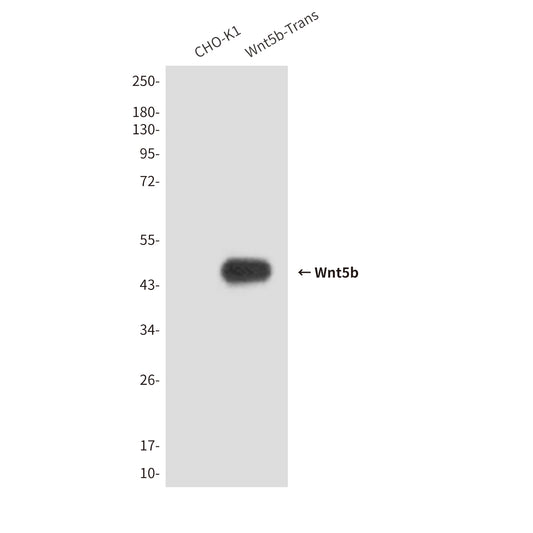 Wnt5b (3D1) Mouse Monoclonal Antibody