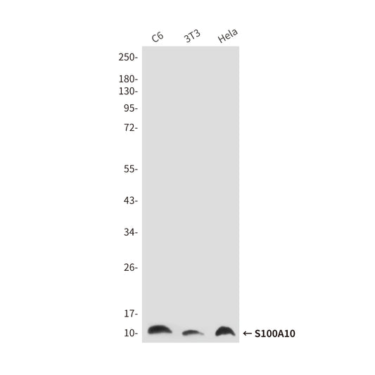 S100A10 (6F4) Mouse Monoclonal Antibody