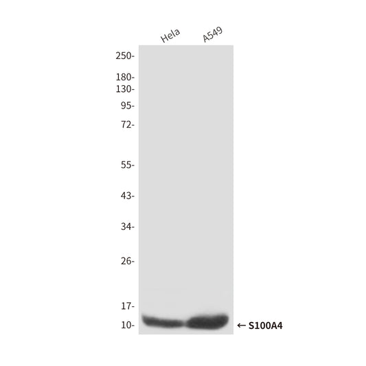 S100A4 (3D10) Mouse Monoclonal Antibody