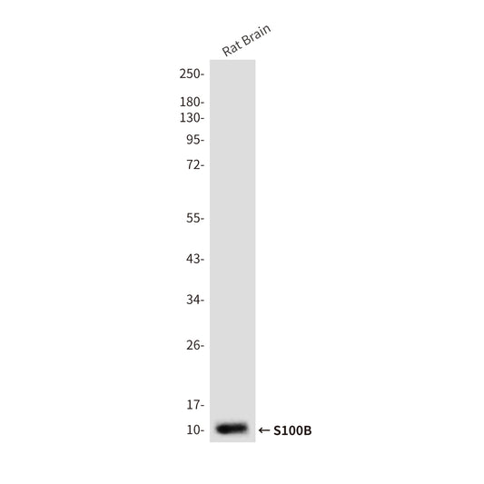 S100B (5G3) Mouse Monoclonal Antibody