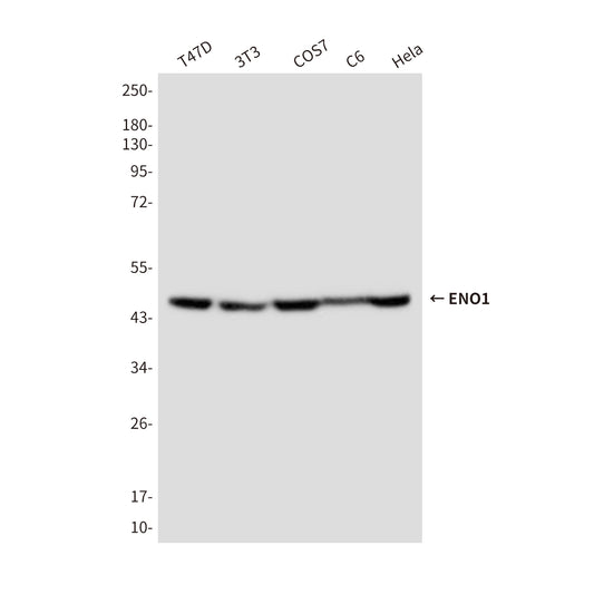 ENO1 (3F7) Mouse Monoclonal Antibody