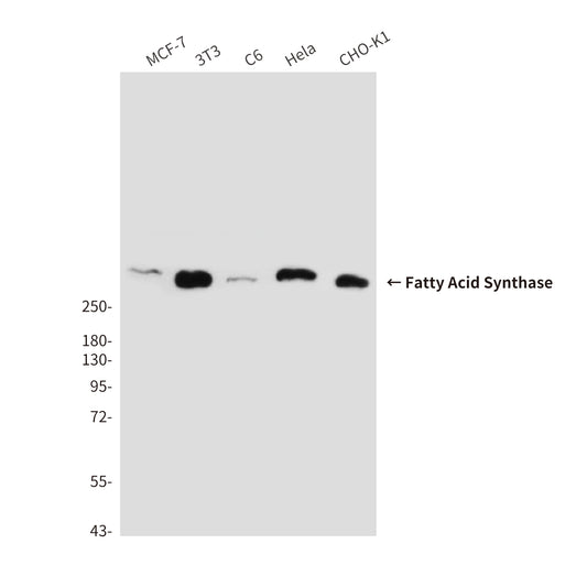 Fatty Acid Synthase (6B9) Mouse Monoclonal Antibody