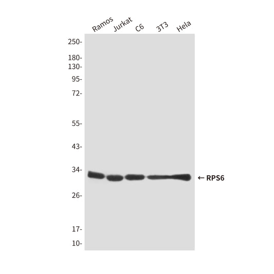RPS6 (7B10) Mouse Monoclonal Antibody