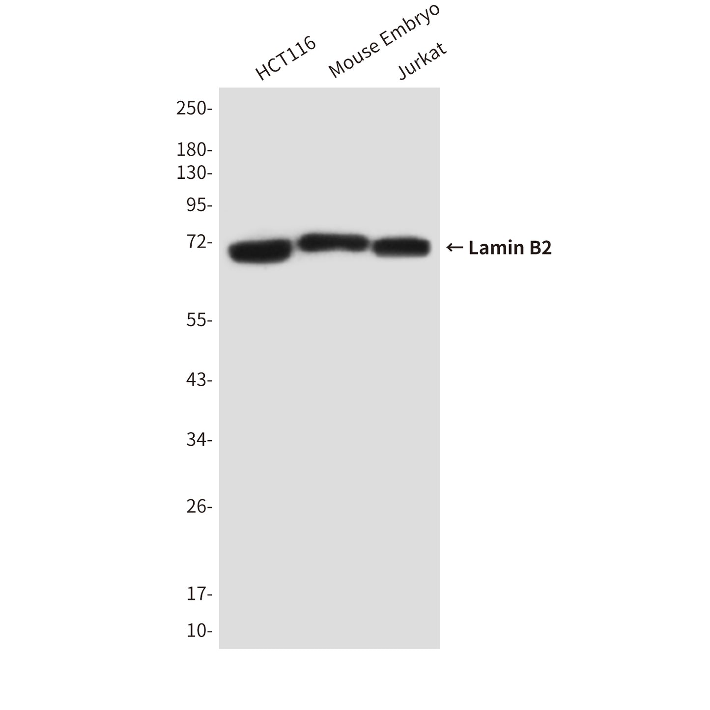 Lamin B2 (8F6) Mouse Monoclonal Antibody