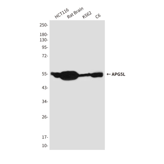 APG5L (8F1) Mouse Monoclonal Antibody
