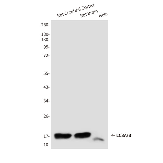 LC3A/B (3E9) Mouse Monoclonal Antibody