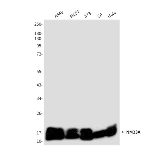 NM23A (1H9) Mouse Monoclonal Antibody