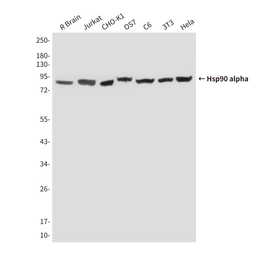 Hsp90 alpha (6H7) Mouse Monoclonal Antibody