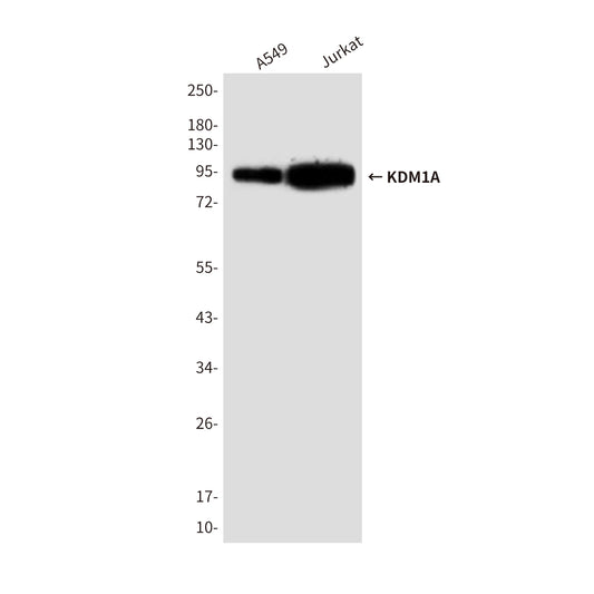 KDM1A (1B2) Mouse Monoclonal Antibody