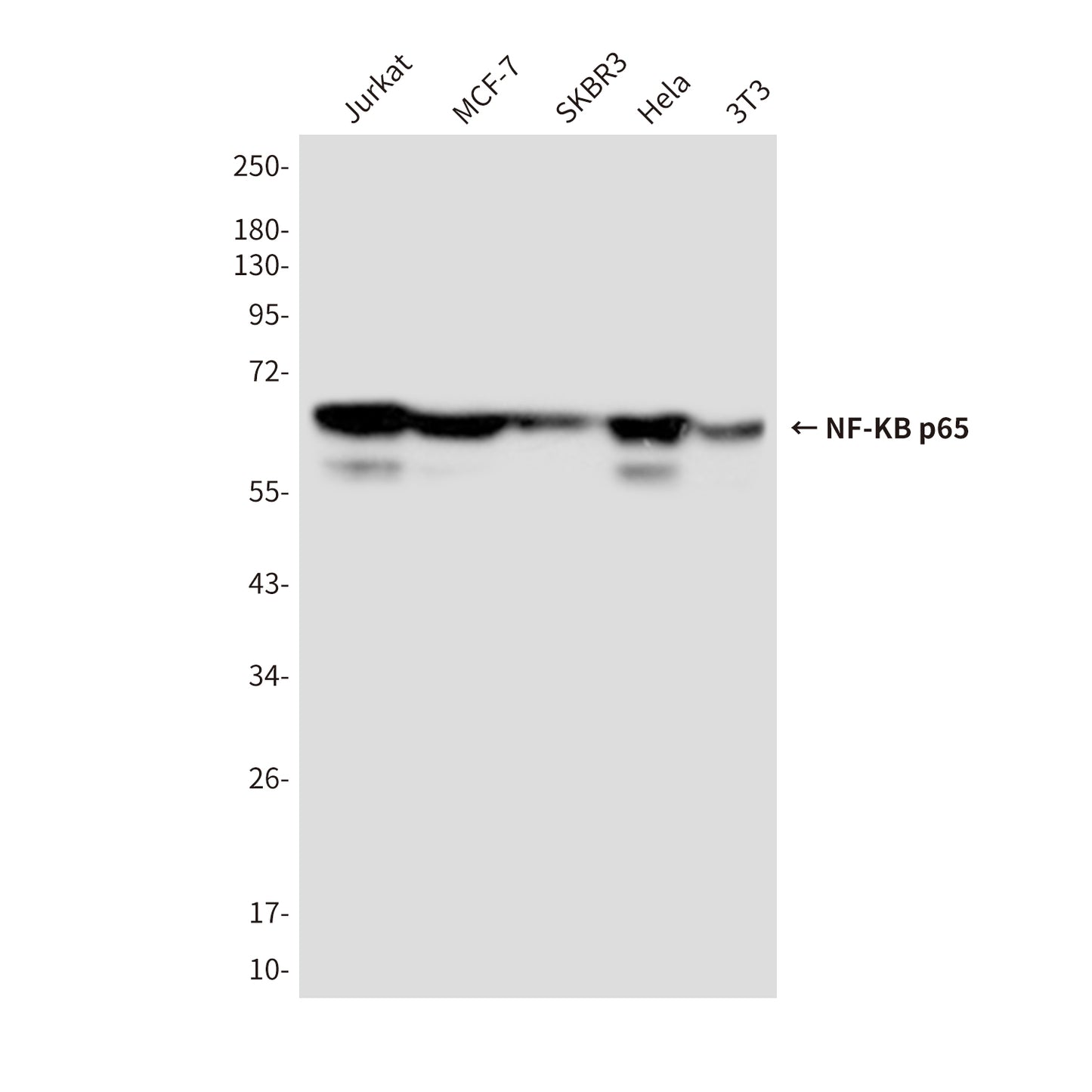 NF-KB p65 (5A10) Mouse Monoclonal Antibody