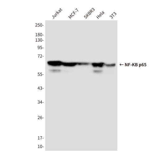 NF-KB p65 (5A10) Mouse Monoclonal Antibody