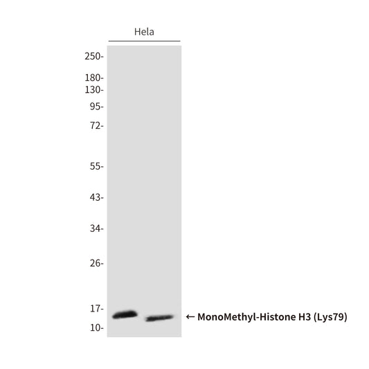 MonoMethyl-Histone H3 (Lys79) (4A1) Mouse Monoclonal Antibody