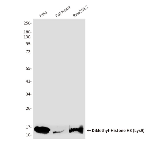DiMethyl-Histone H3 (Lys9) (10B2) Mouse Monoclonal Antibody
