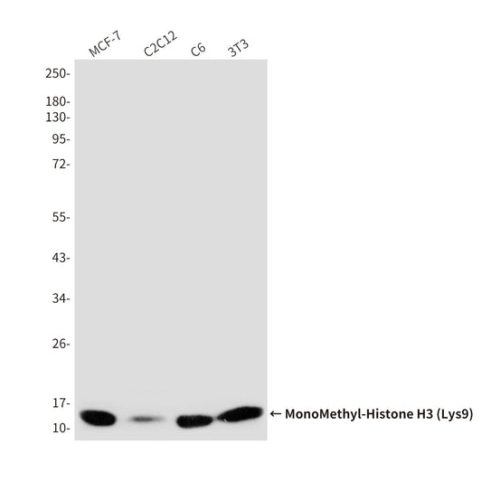 MonoMethyl-Histone H3 (Lys9) (10F5) Mouse Monoclonal Antibody