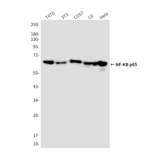 NF-KB p65 (3D2) Mouse Monoclonal Antibody