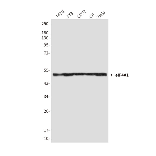 eIF4A1 (6D7) Mouse Monoclonal Antibody