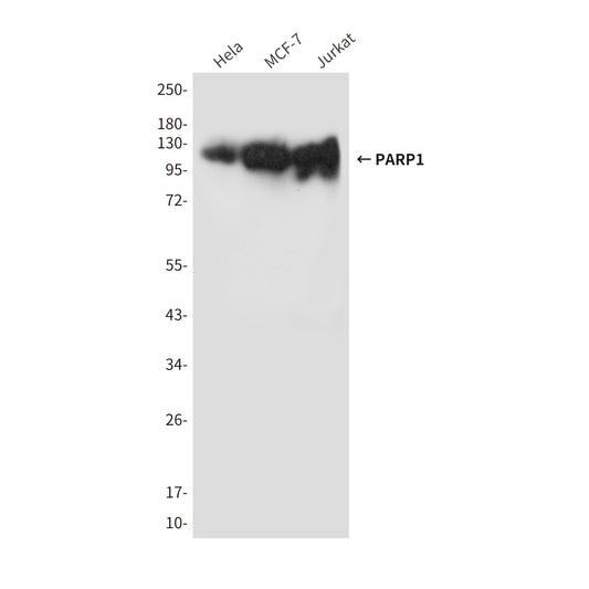 PARP1 (10C2) Mouse Monoclonal Antibody