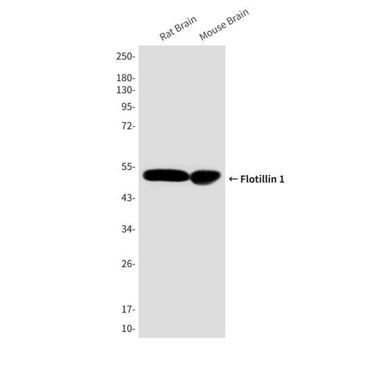 Flotillin 1 (6H9) Mouse Monoclonal Antibody