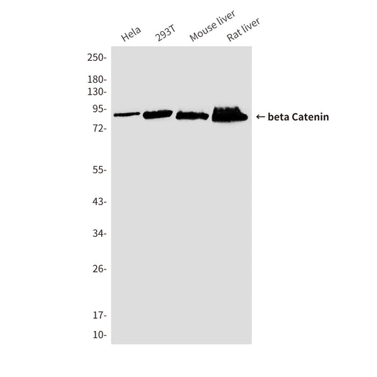 beta Catenin (7E2) Mouse Monoclonal Antibody