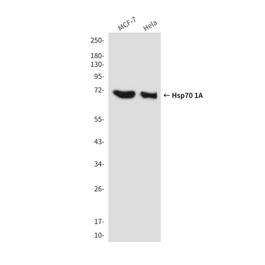 Hsp70 1A (1D9) Mouse Monoclonal Antibody