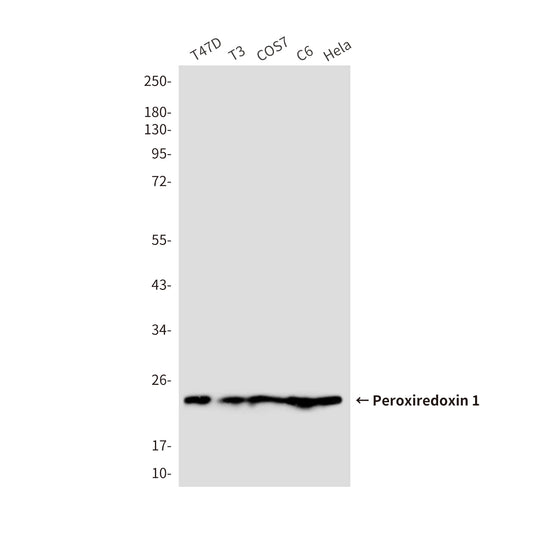 Peroxiredoxin 1 (6A6) Mouse Monoclonal Antibody
