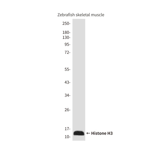 Histone H3 (Zebrafish Specific) (2C4) Mouse Monoclonal Antibody