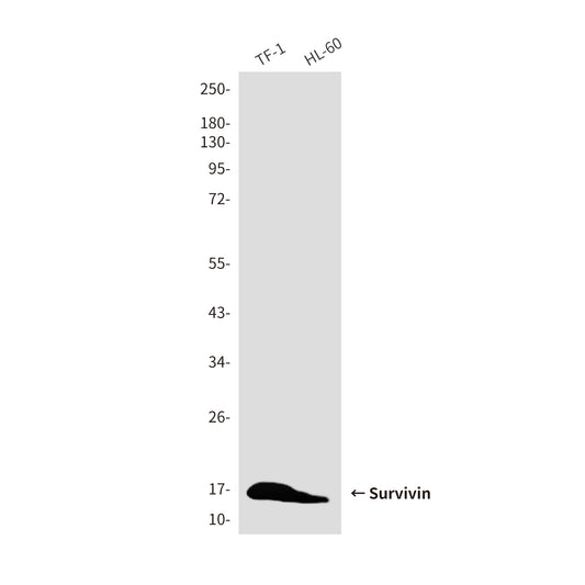 Survivin (8B9) Mouse Monoclonal Antibody