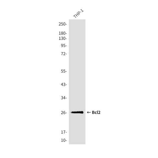 Bcl2 (9A4) Mouse Monoclonal Antibody