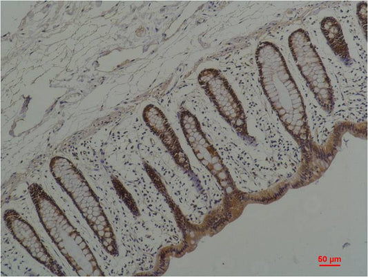 Hsp90 alpha (5D6) Mouse Monoclonal Antibody