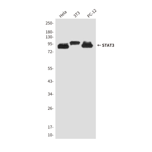 STAT3 (6H10) Mouse Monoclonal Antibody