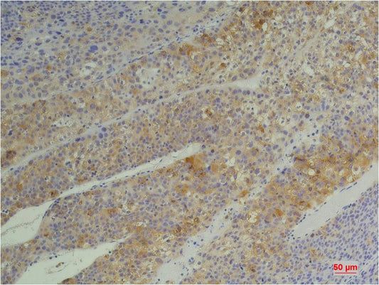 Cyclophilin B (5F10) Mouse Monoclonal Antibody